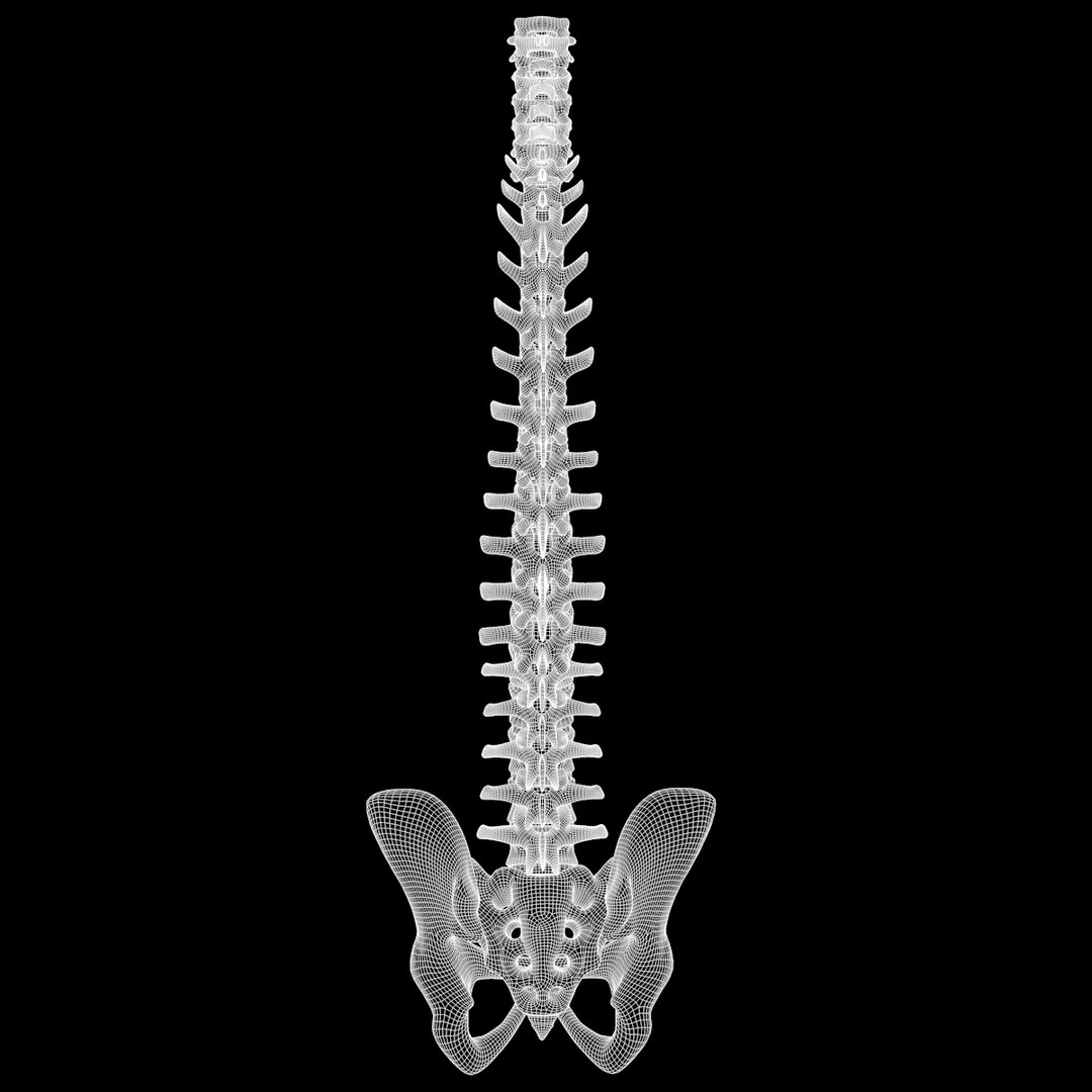 spine anatomy skull spinal column model https://p.turbosquid.com/ts-thumb/st/3ZWBIG/wrwVikXl/223/png/1555518650/1920x1080/fit_q87/5040c31b2aaffb93f57adc7a165c1ff28ecfa1c9/223.jpg