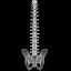 spine anatomy skull spinal column model