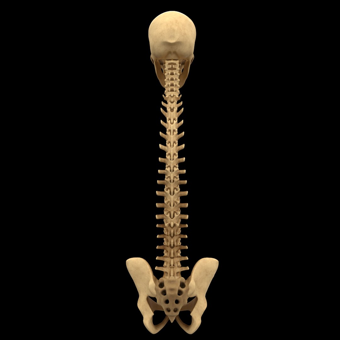 Spine anatomy skull spinal column model - TurboSquid 1398590