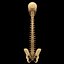 spine anatomy skull spinal column model