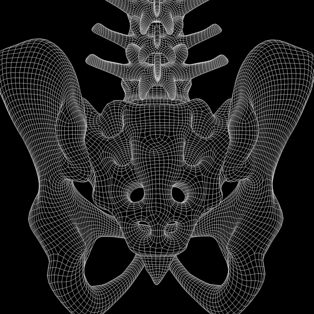 spine anatomy skull spinal column model https://p.turbosquid.com/ts-thumb/st/3ZWBIG/y1GXPZAE/235/png/1555518650/1920x1080/fit_q87/a2eb96797b3500b76d185e185912eb382b7687d5/235.jpg