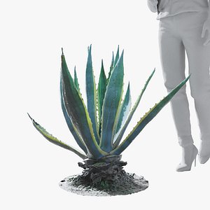 3D Agave Plant