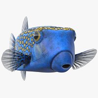 Ostracion Meleagris Fish Blue Rigged for Maya