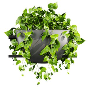 3D plant vol 910 - pothos - hanging - ampelous