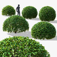 Fagus sylvatica ball