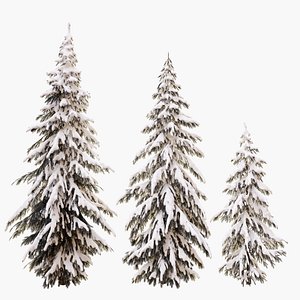 3D Winter norway spruce model
