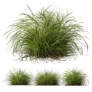 3D HQ Plants Carex Elata Aurea Grass Version2 model