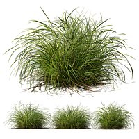 HQ Plants Carex Elata Aurea Grass Version2
