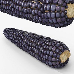 3D Whole Black Corn Cob Without Husk Fur