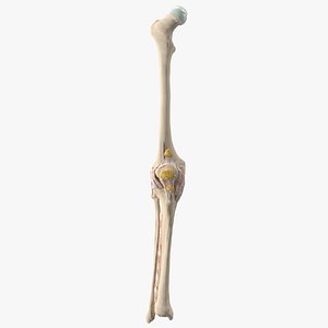human knee bones 3D model