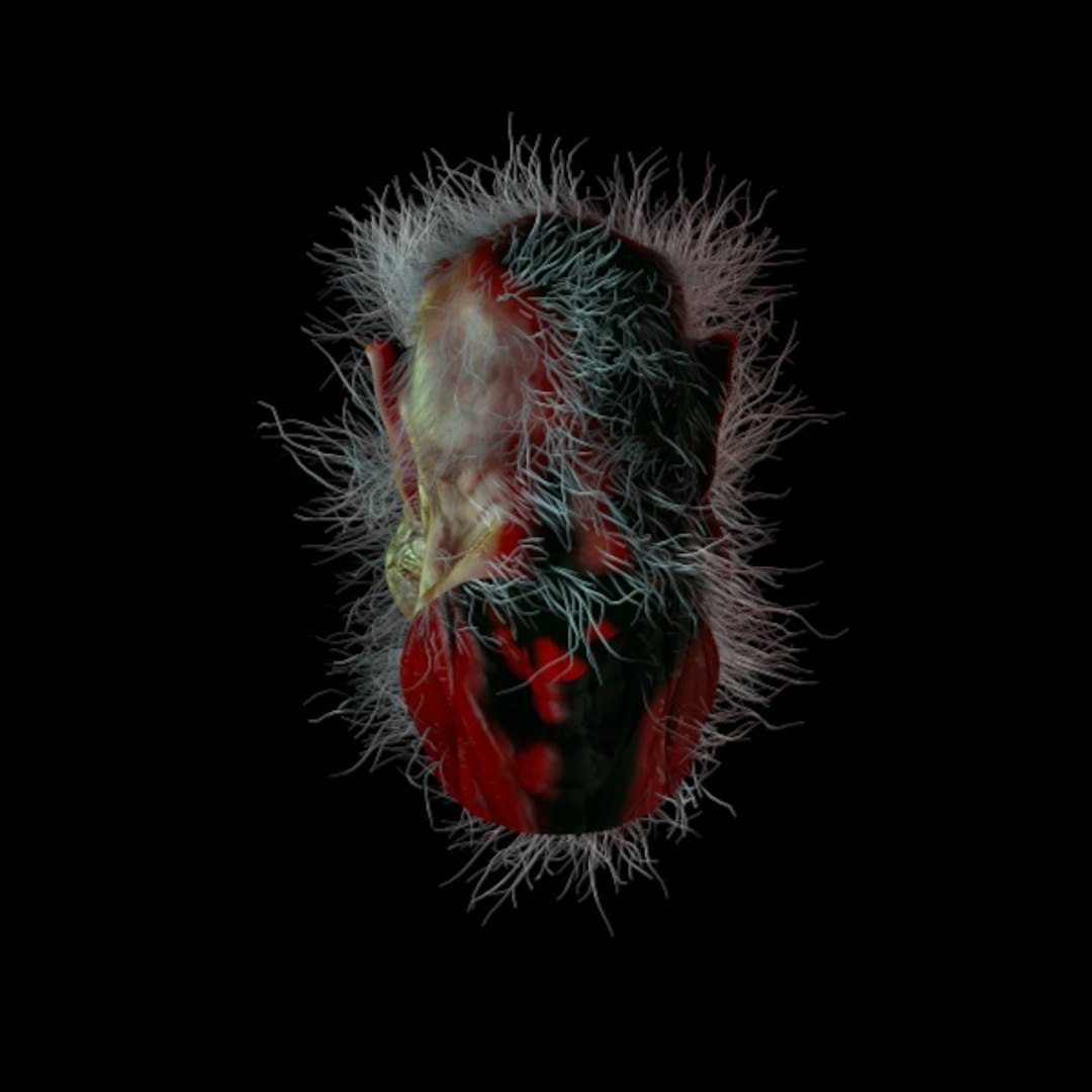 3d werewolf wolf model https://p.turbosquid.com/ts-thumb/su/J1FQx5/U1Ab41sL/wehrwolftshinten/jpg/1299248494/1920x1080/fit_q87/db4e062f251e05bc6cd289e08fb2d2c4280a0527/wehrwolftshinten.jpg
