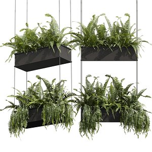 3D plant vol 881 - fern - leaf - hanging - ampelous