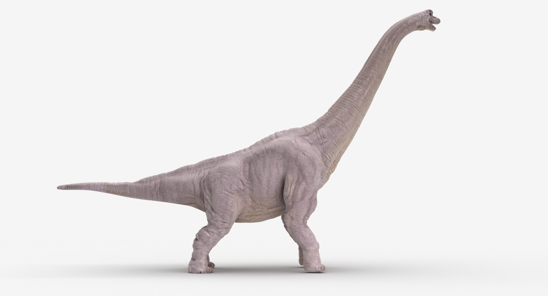 Brachiosaurus Dinosaur Animate 3D Model - TurboSquid 1392853