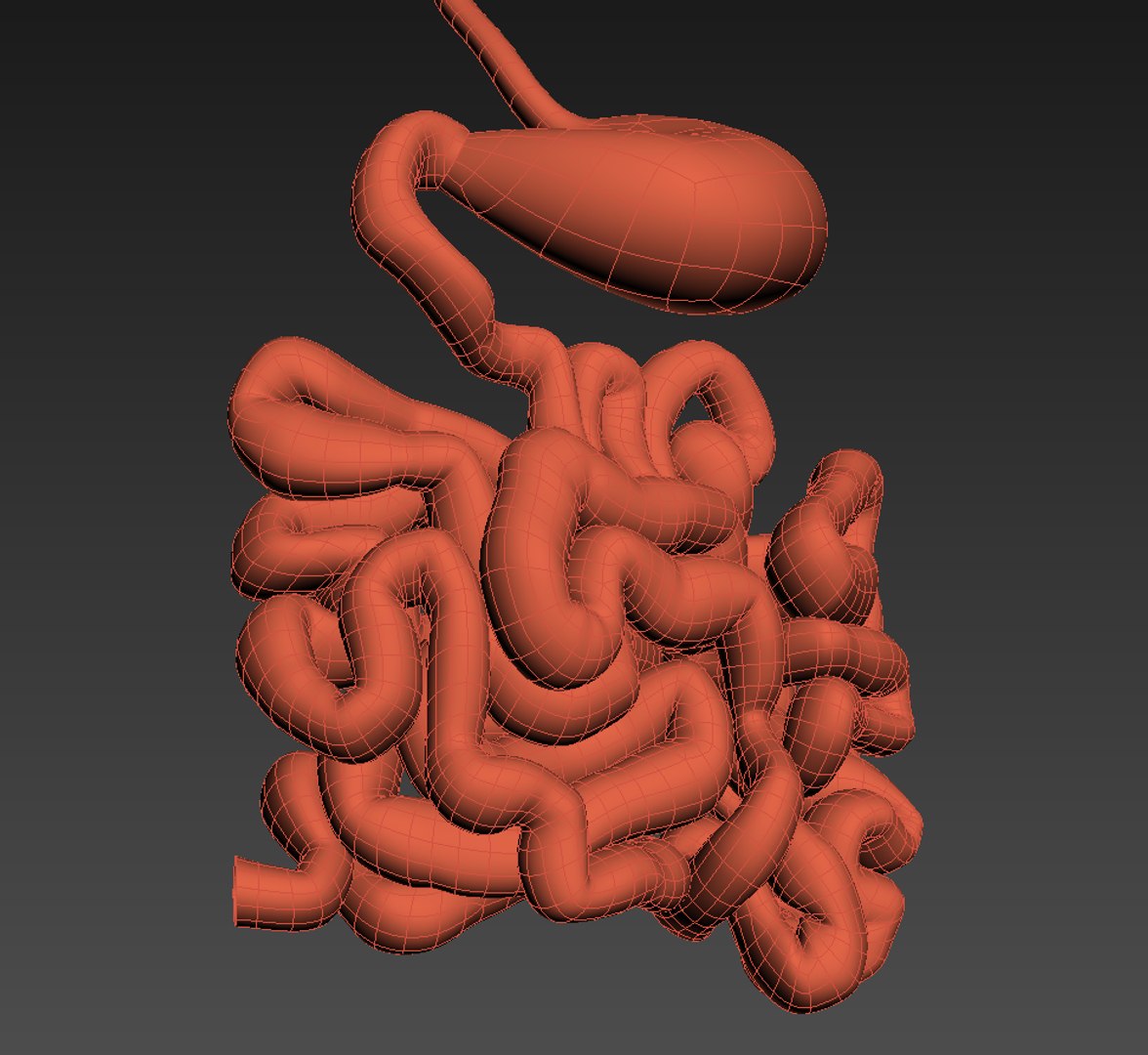 3d Model Realistic Human Stomach Small Intestine