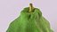 Bergamot