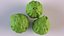 Bergamot
