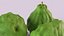 Bergamot