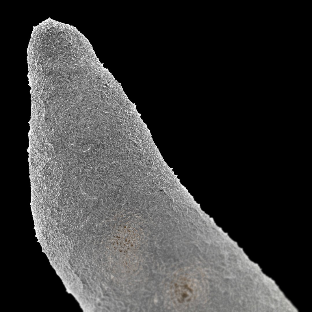 microbes micro organisms 3D model https://p.turbosquid.com/ts-thumb/su/dJQQ5P/85jipDMw/amoebaamoebaproteus_03/jpg/1601716240/1920x1080/fit_q87/67f211d39f3bac370219780e3487dd383227e1d2/amoebaamoebaproteus_03.jpg