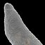 Amoeba - Amoeba Proteus