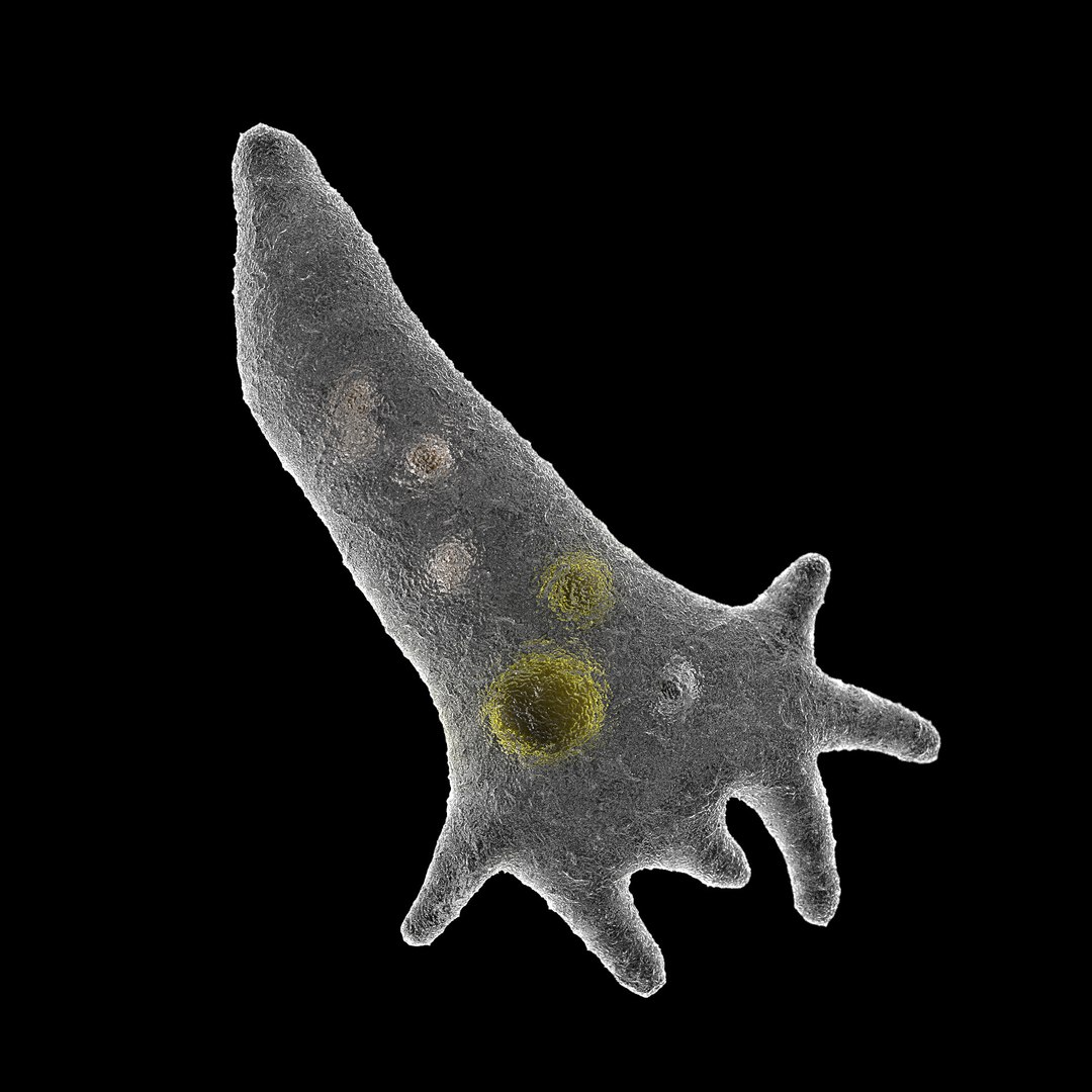 microbes micro organisms 3D model https://p.turbosquid.com/ts-thumb/su/dJQQ5P/ciOMBK09/amoebaamoebaproteus_02/jpg/1601716240/1920x1080/fit_q87/c7f9b86ccc3dd6d0ddf6946535dec1cff5d505b0/amoebaamoebaproteus_02.jpg