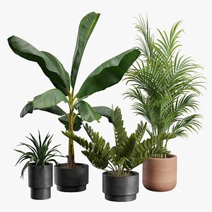 Indoor Plants Pack 43