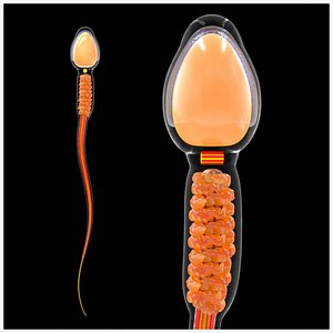 3D Human Sperm