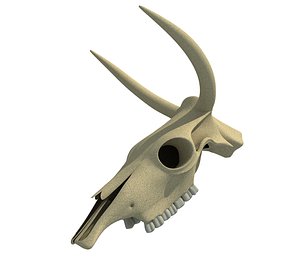 cow skull model