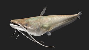 wallago catfish model