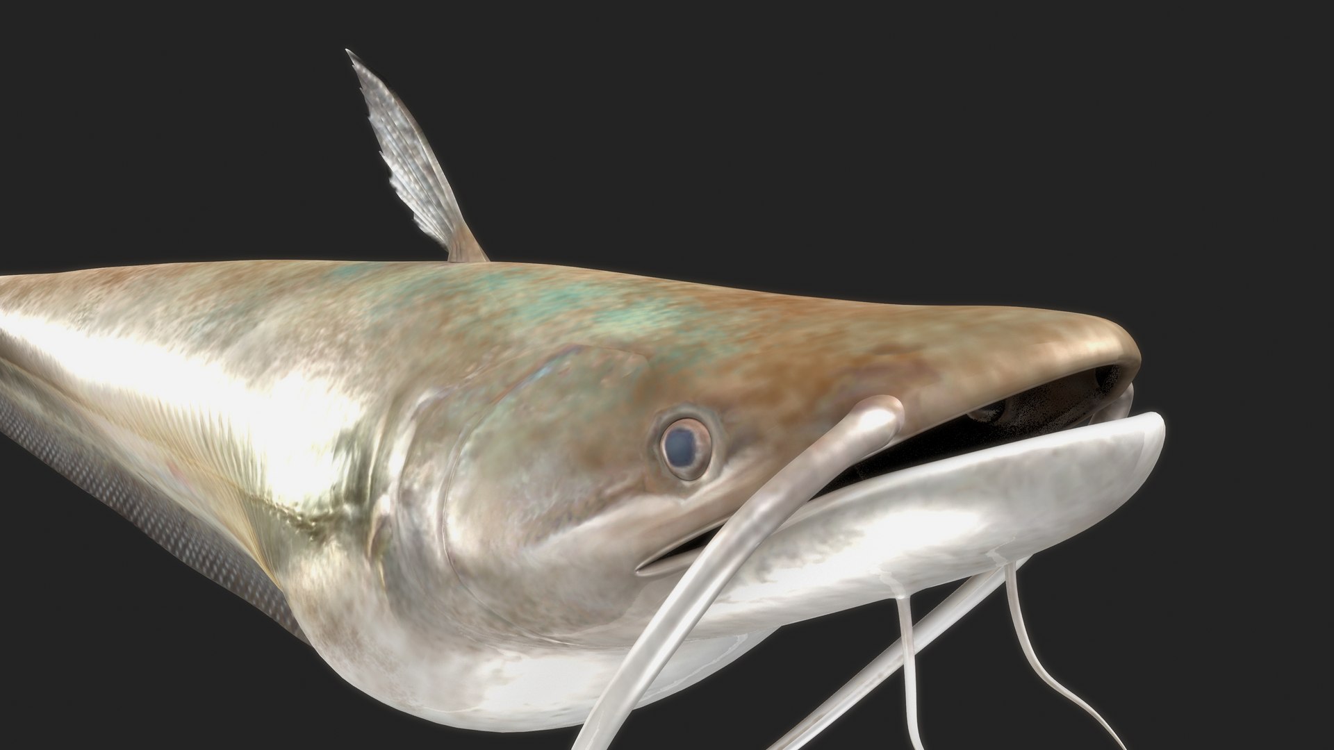 wallago catfish model https://p.turbosquid.com/ts-thumb/su/ngjRi3/qI/b0751walugafish_up/jpg/1632569310/1920x1080/fit_q87/267cc1e154b526bf79fff4fac6e276841fc606d0/b0751walugafish_up.jpg