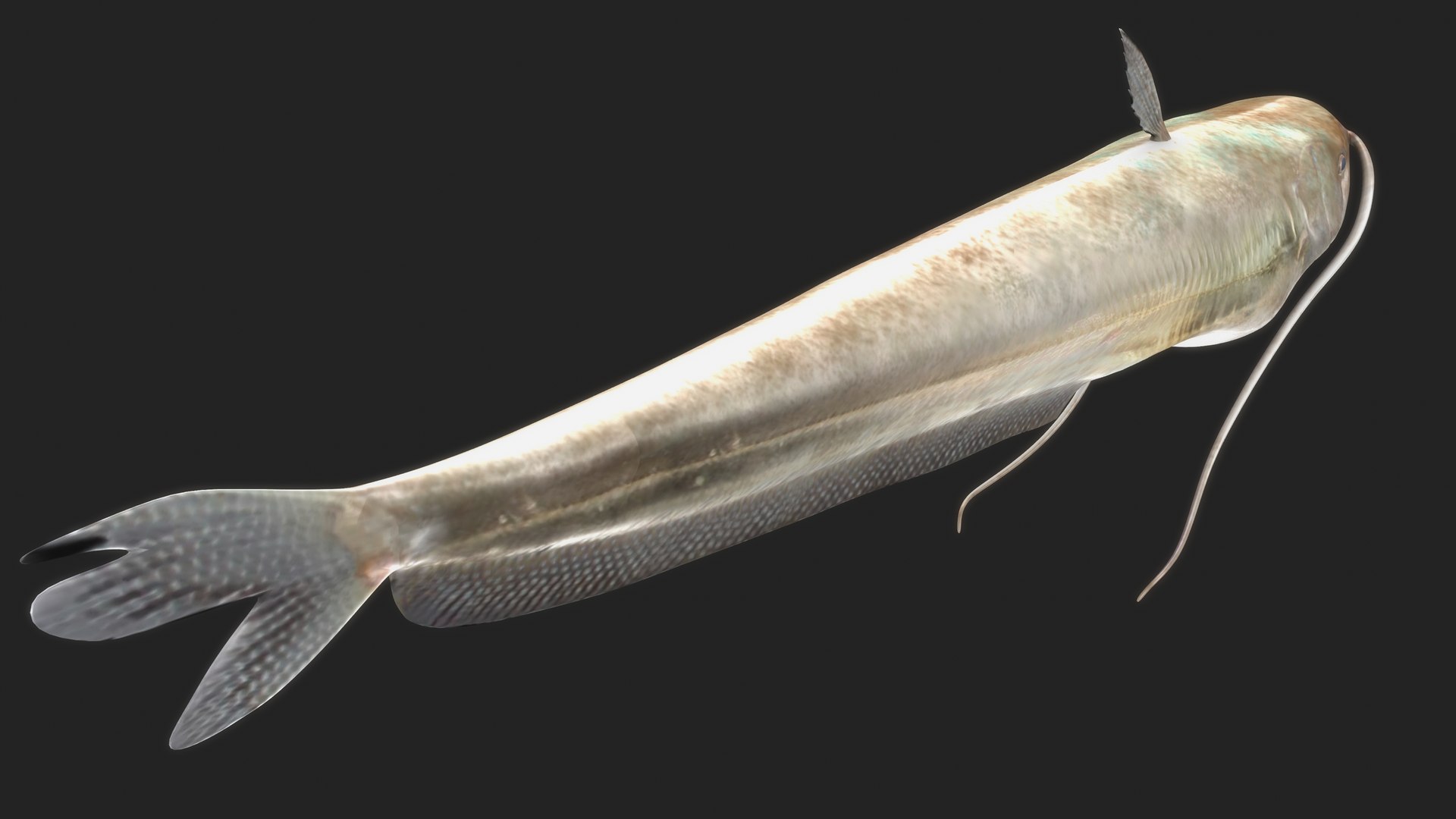 wallago catfish model https://p.turbosquid.com/ts-thumb/su/ngjRi3/zV/b0751walugafish_back/jpg/1632569293/1920x1080/fit_q87/78711accdc0801f209bbbc43d950056faa57f6fc/b0751walugafish_back.jpg