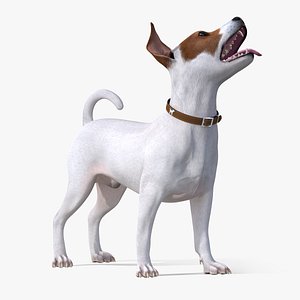 jack russell terrier white 3D model