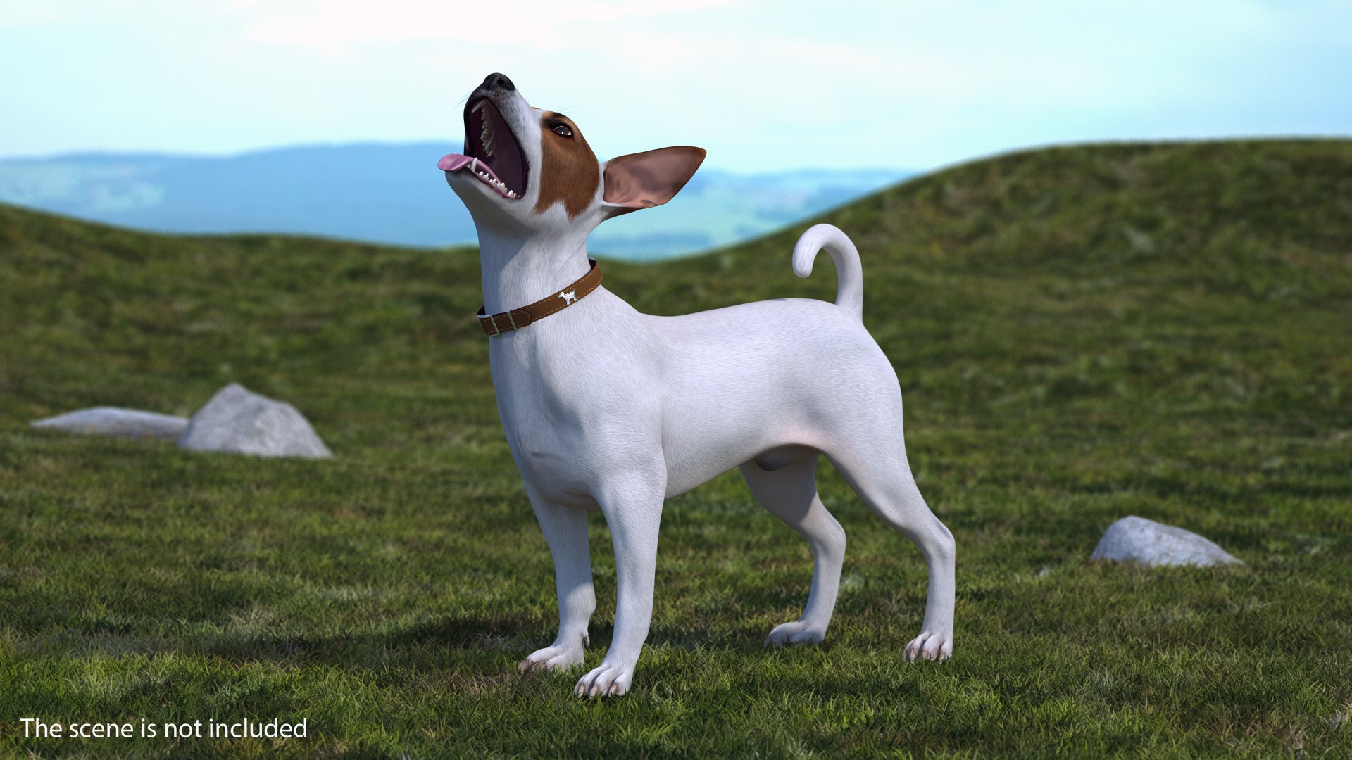 Jack Russell Terrier White Waiting Pose 3D model preview