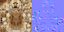 Cocker Spaniel-2 in tempo reale