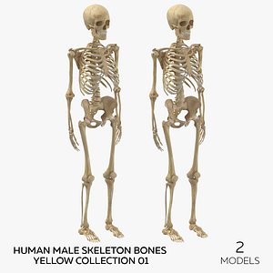 3D Human Male Skeleton Bones Yellow Collection 01 - 2 models