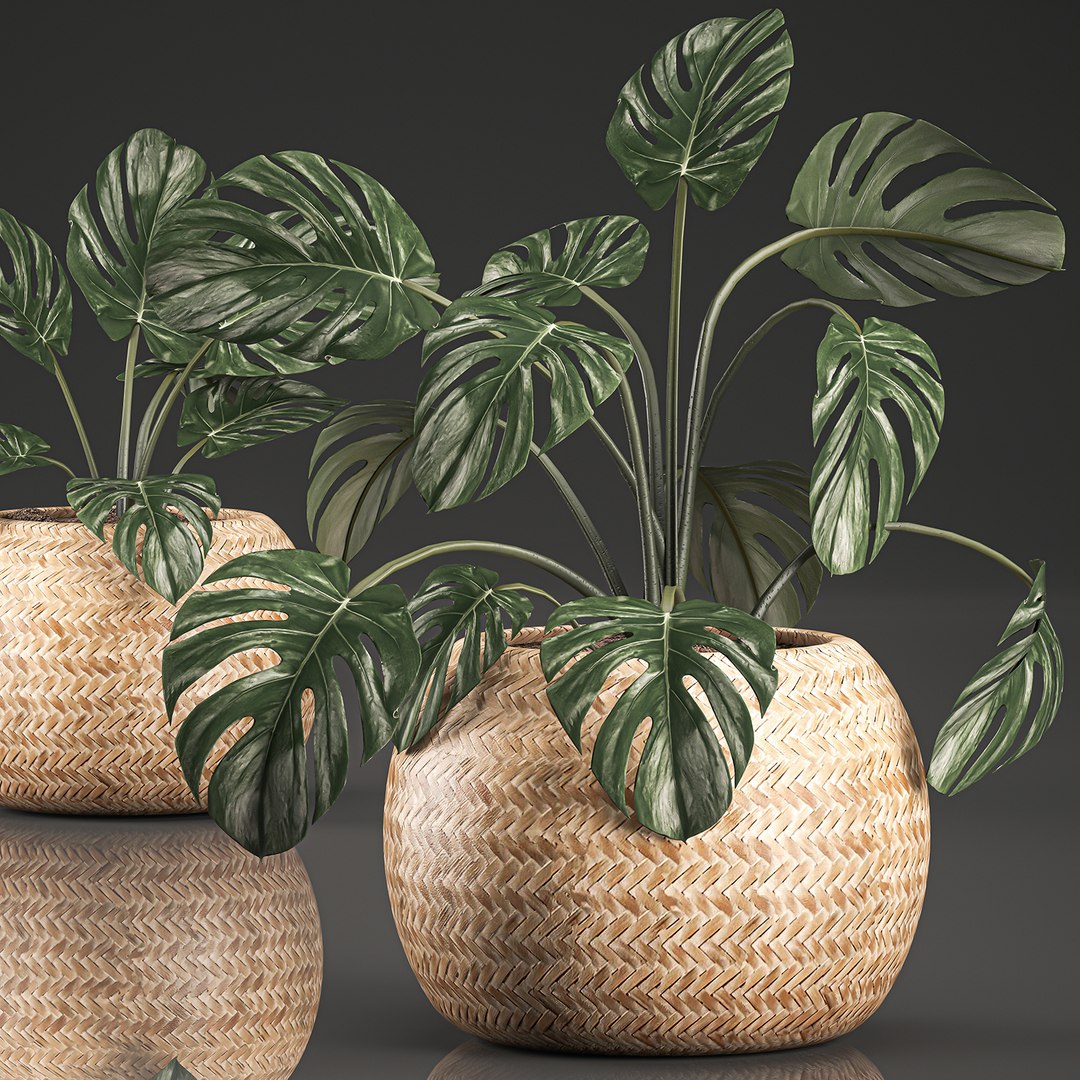 decorative monstera interior basket 3D https://p.turbosquid.com/ts-thumb/sv/3UEYew/WNmkolLf/monstera1907202002/jpg/1595239445/1920x1080/fit_q87/c3181b8aa01b11d3b38f2203fee3f6ebb3065134/monstera1907202002.jpg