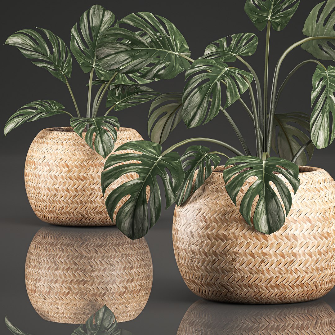 decorative monstera interior basket 3D https://p.turbosquid.com/ts-thumb/sv/3UEYew/d7yHDPEm/monstera1907202001/jpg/1595239445/1920x1080/fit_q87/6fd4374fdbe1467af8d5cb4dfc2493298086c6a6/monstera1907202001.jpg