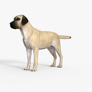 Realistic 3D Sheepdog Rigged