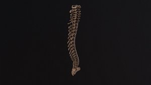 Human spine 3D model