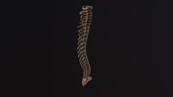 humanspine.jpg