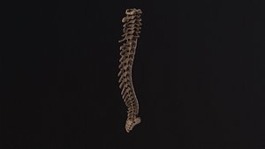Human spine