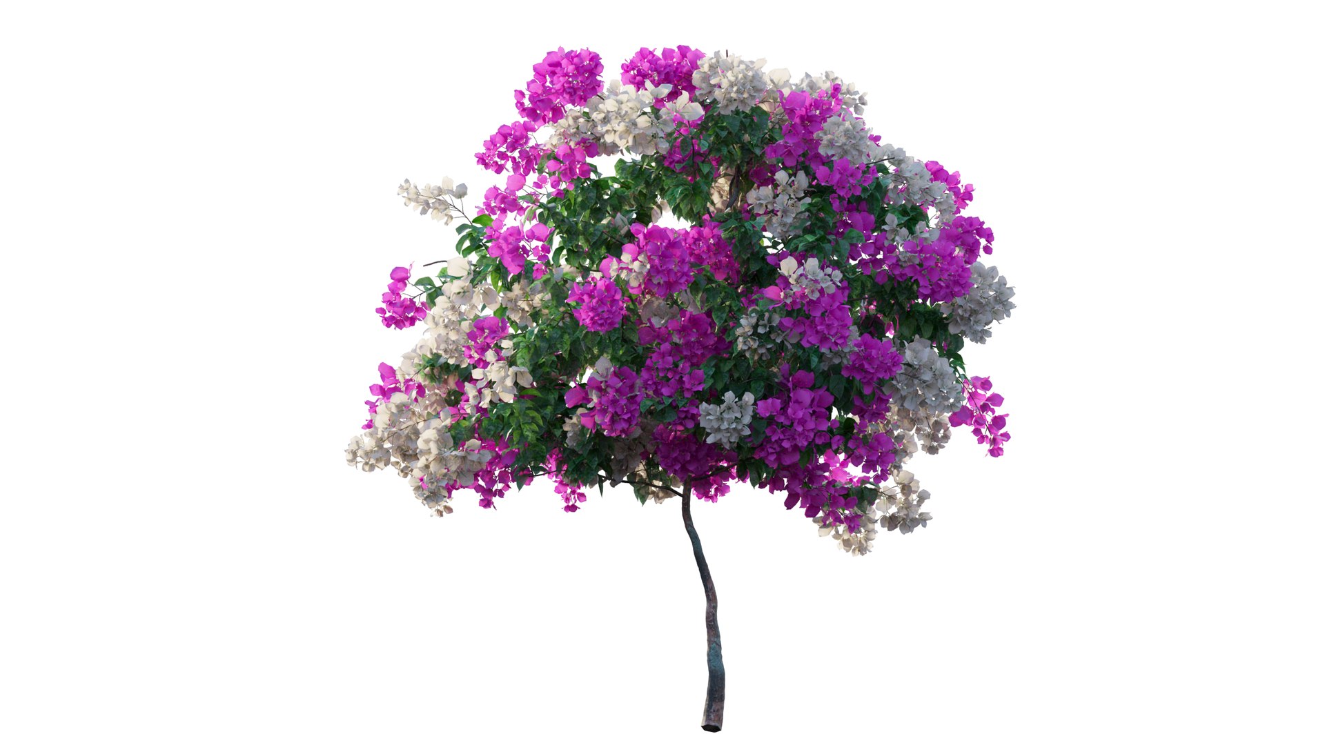 3D Model Bougainvillea Plant Set 55 - TurboSquid 1982627