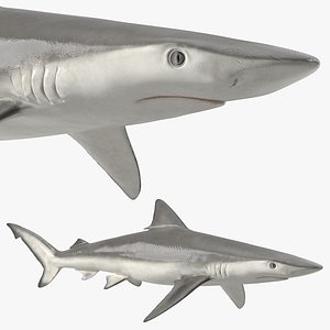 Realistic Smalltail Shark