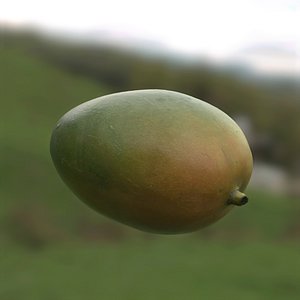 Mango