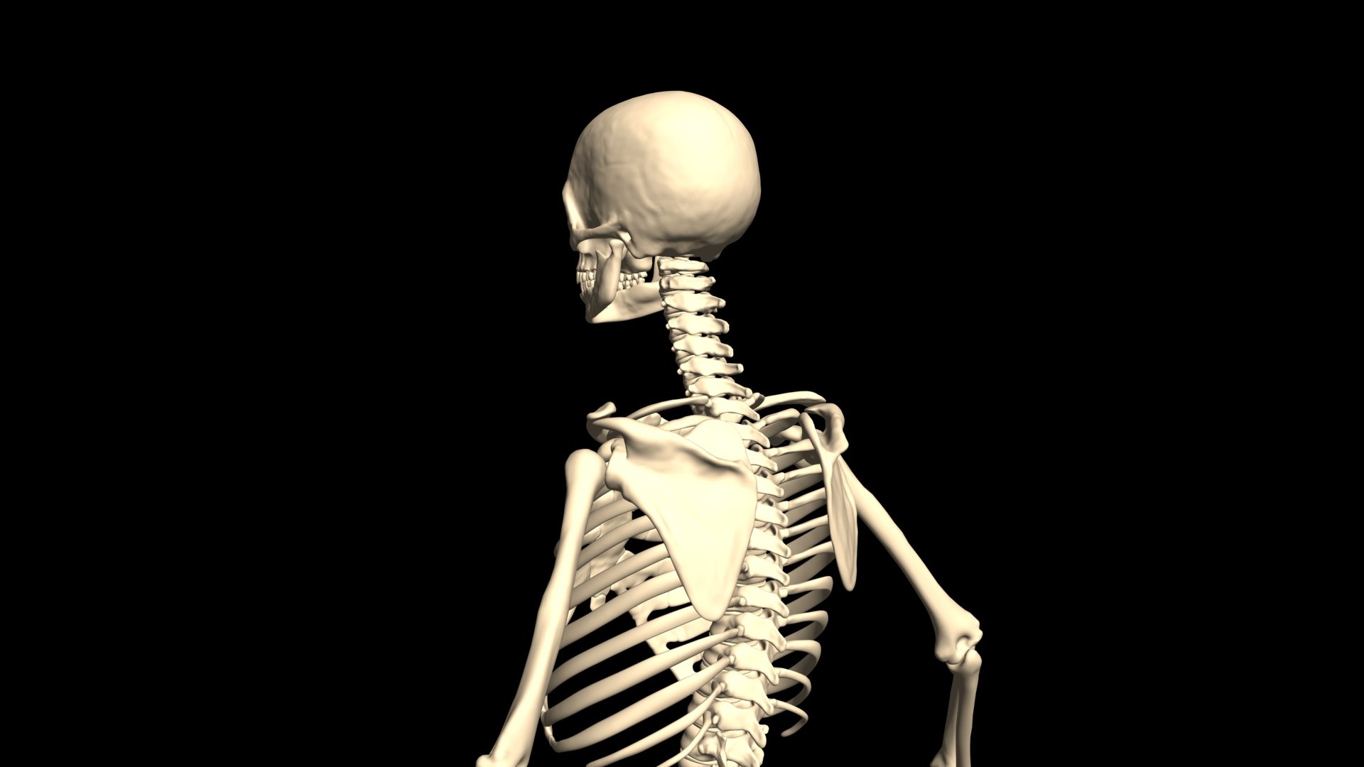 3D model Arms Hip Hop Dance https://p.turbosquid.com/ts-thumb/sv/n6opuG/VZ/004/jpg/1751103625/1920x1080/fit_q87/a9e5dae19dccd34a6ded1ba92c0dd9a57e9b2802/004.jpg