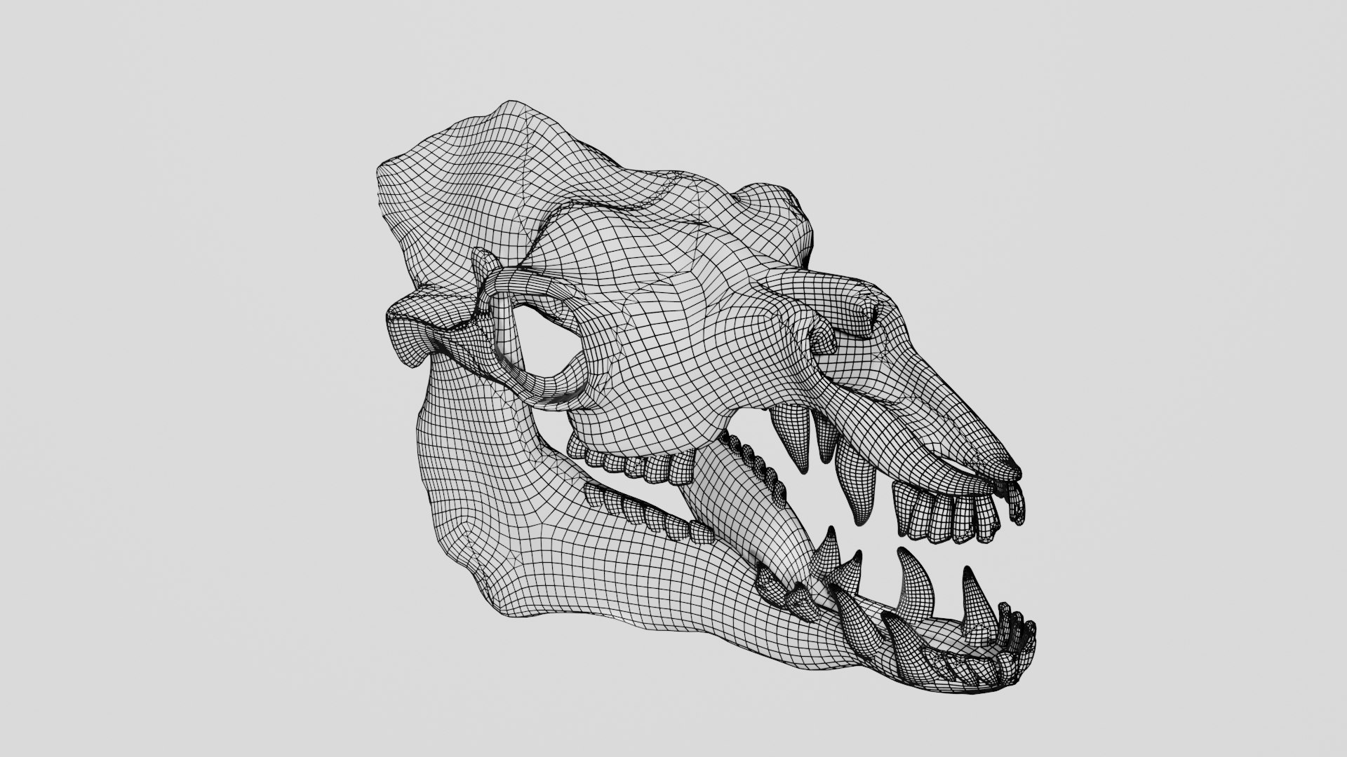 Camel Skull Camel skeleton 3D model - TurboSquid 1876537
