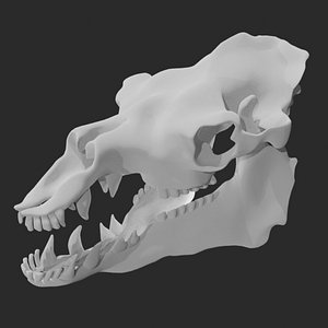 Camel Skull Camel skeleton 3D model