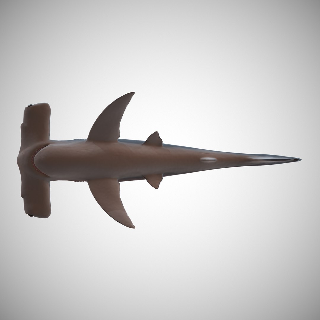 hammerhead shark 3D model https://p.turbosquid.com/ts-thumb/sv/uYT6dC/RAb0Ab6m/07/png/1509739994/1920x1080/fit_q87/82c7c86cc50f0573d1febc1bb61c4d207fcdd8f3/07.jpg