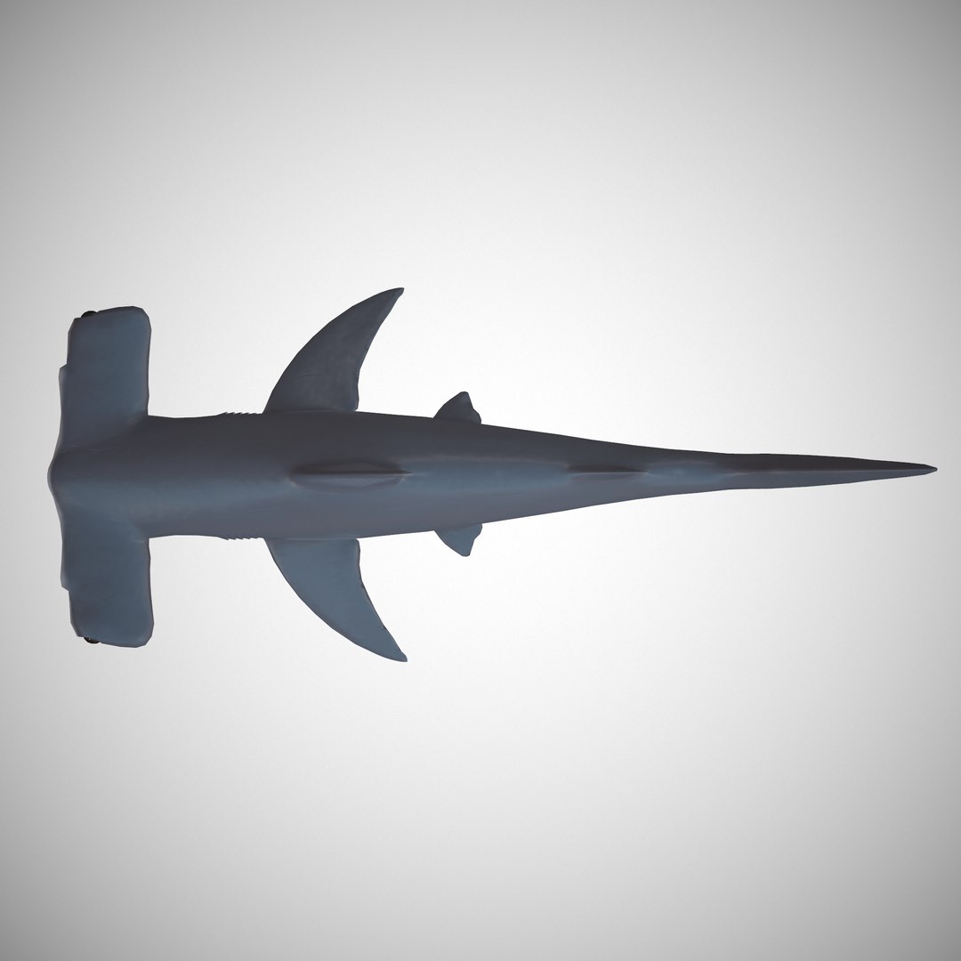 hammerhead shark 3D model https://p.turbosquid.com/ts-thumb/sv/uYT6dC/du1PJAPJ/06/png/1509739994/1920x1080/fit_q87/370e19493c4fc475eee3eff9062184724efab726/06.jpg