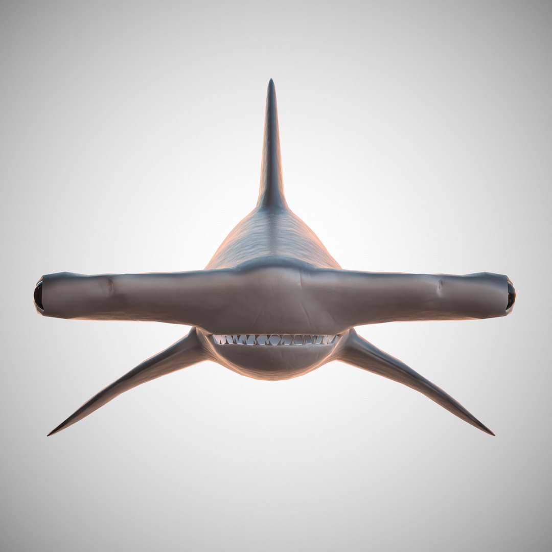 hammerhead shark 3D model https://p.turbosquid.com/ts-thumb/sv/uYT6dC/ptHHqcgG/08/png/1509739994/1920x1080/fit_q87/682a1c8b5ec16fbb4bb14b43b168c7ea339709a7/08.jpg