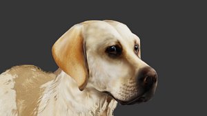 3D Realistic 3D Animated Dog  model